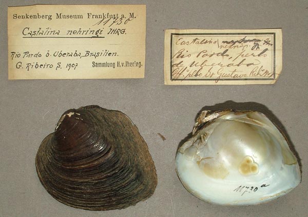 specimen
