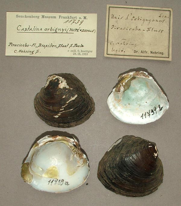 specimen