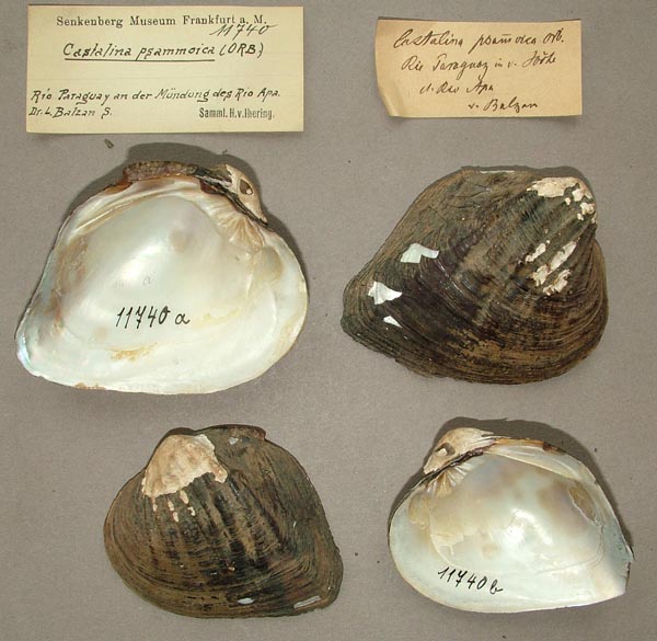 specimen