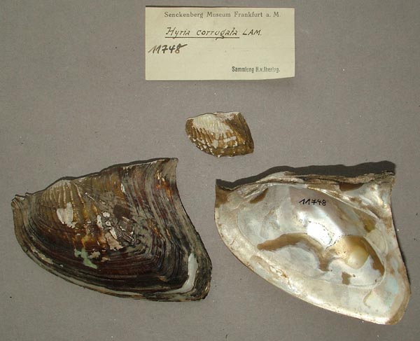 specimen