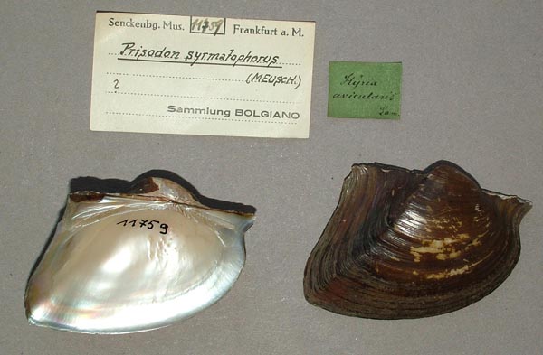 specimen