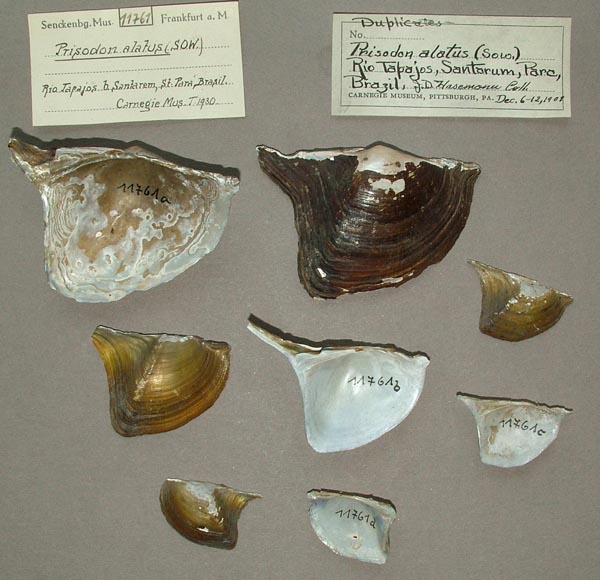 specimen