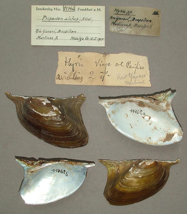 specimen