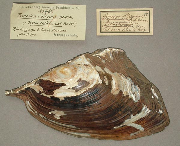 specimen
