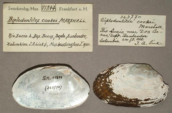 specimen
