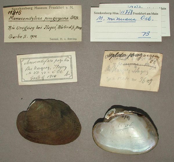 specimen