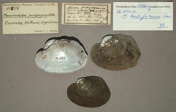 specimen