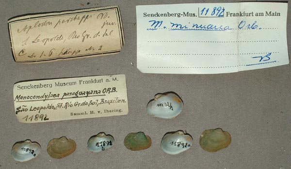 specimen