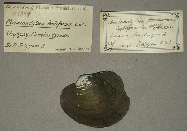 specimen