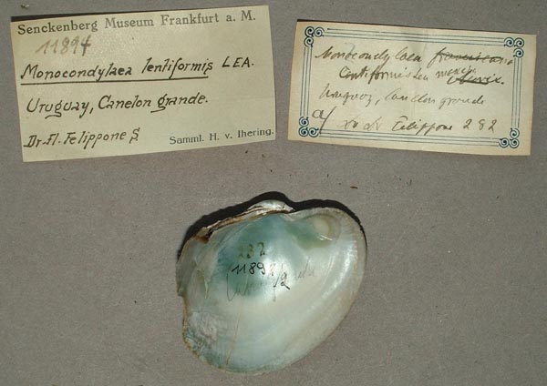 specimen
