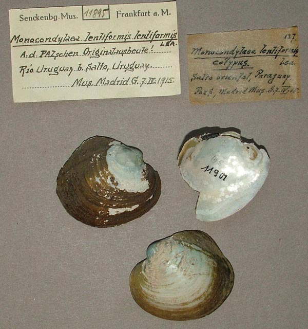 specimen