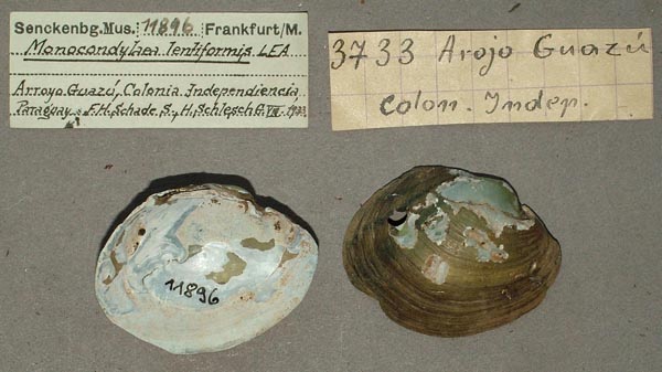 specimen