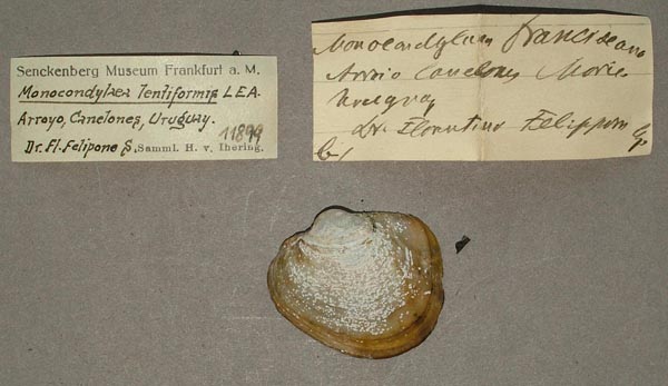 specimen