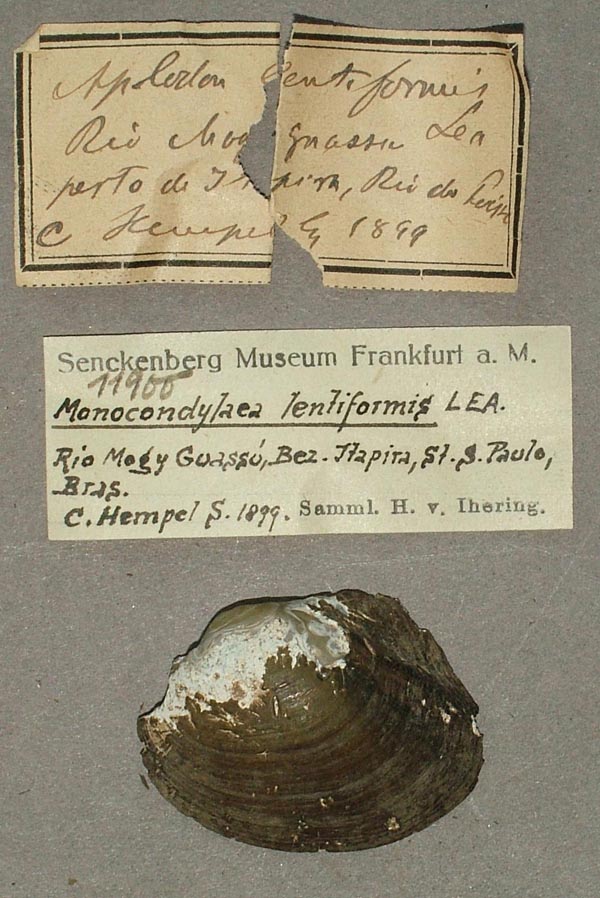 specimen