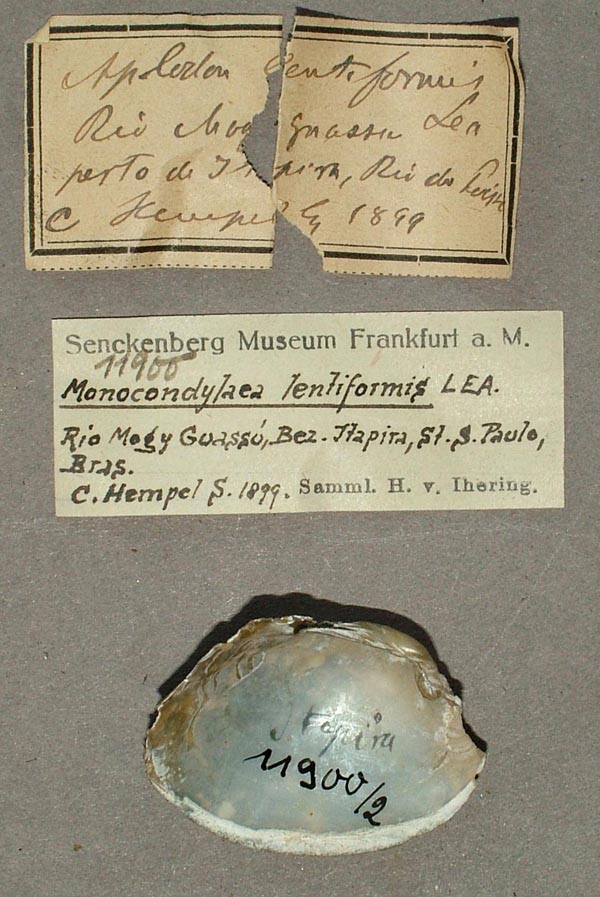 specimen