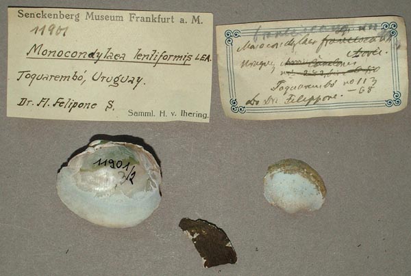 specimen