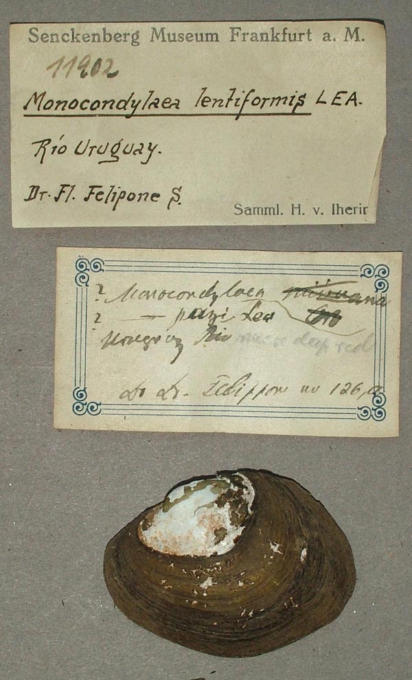 specimen