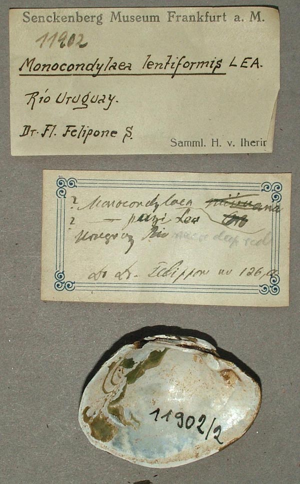 specimen