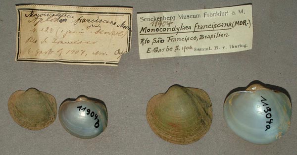 image of lot SMF_11904