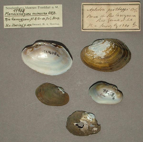 specimen