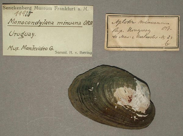 specimen