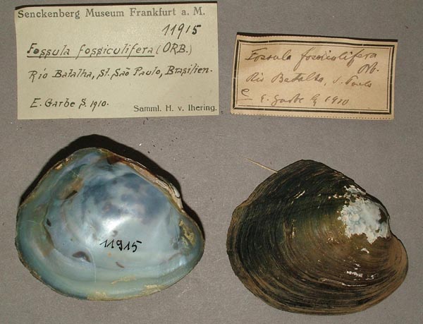 specimen