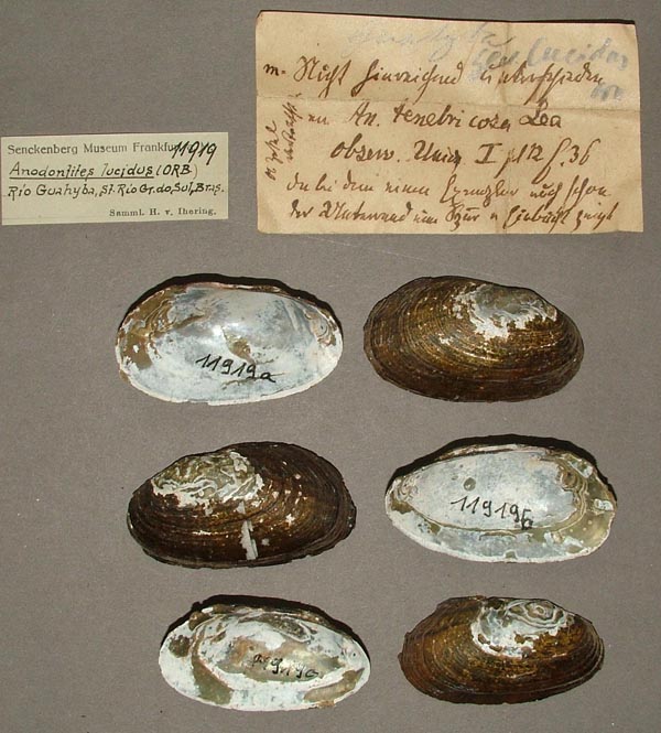 specimen
