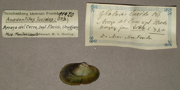 specimen