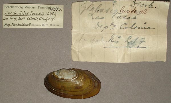 specimen