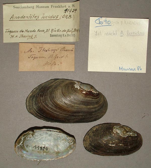 specimen