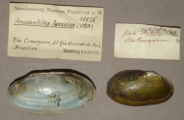specimen