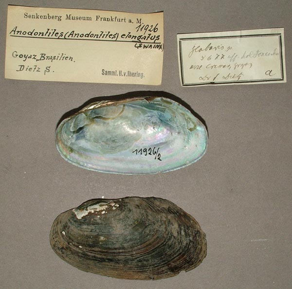 specimen