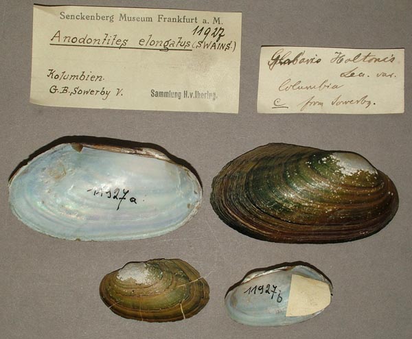 specimen