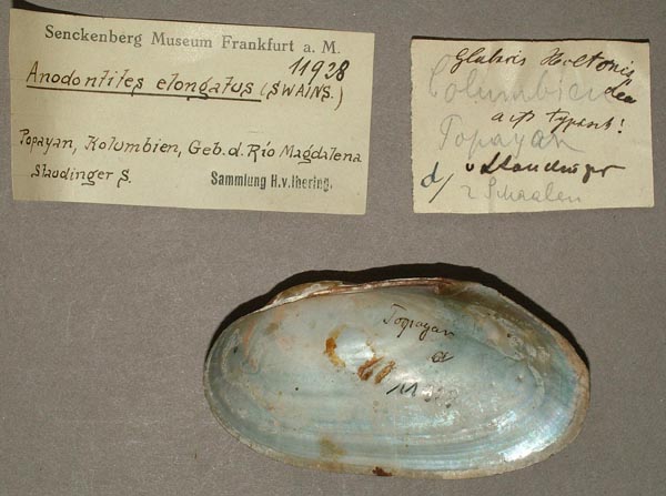 specimen