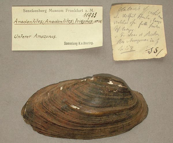 specimen