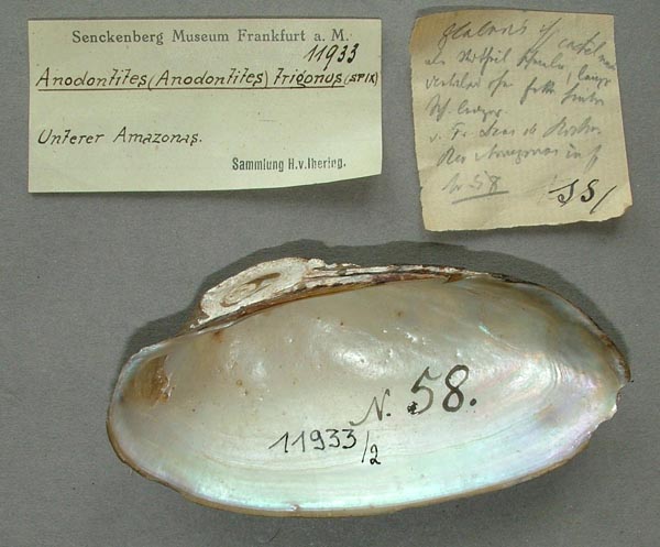 specimen