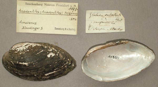 specimen