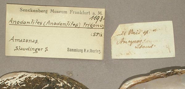 specimen