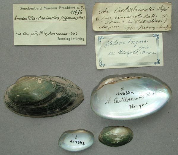 specimen