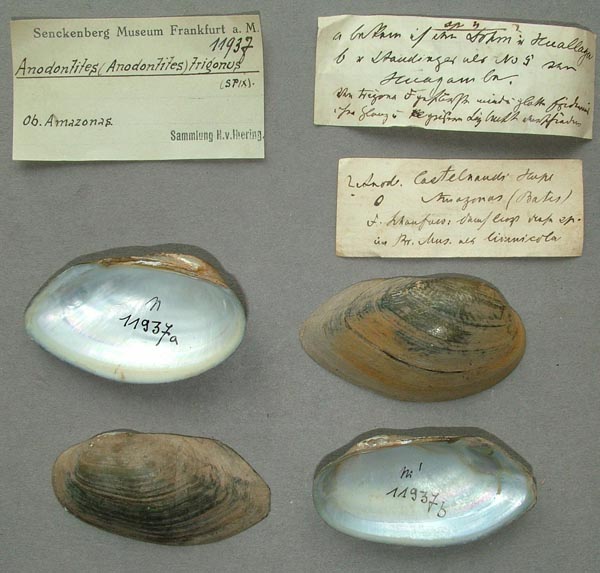 specimen