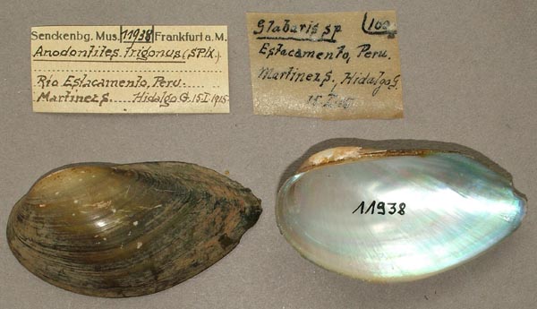 specimen