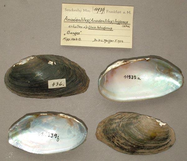 specimen