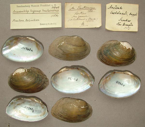 specimen