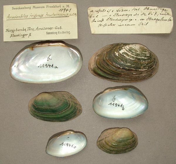 specimen