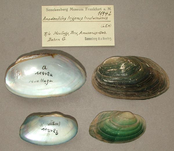 specimen