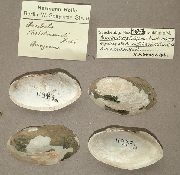 specimen