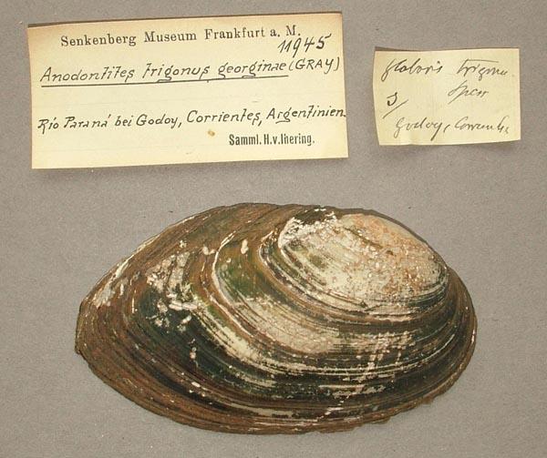 specimen