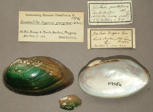 specimen