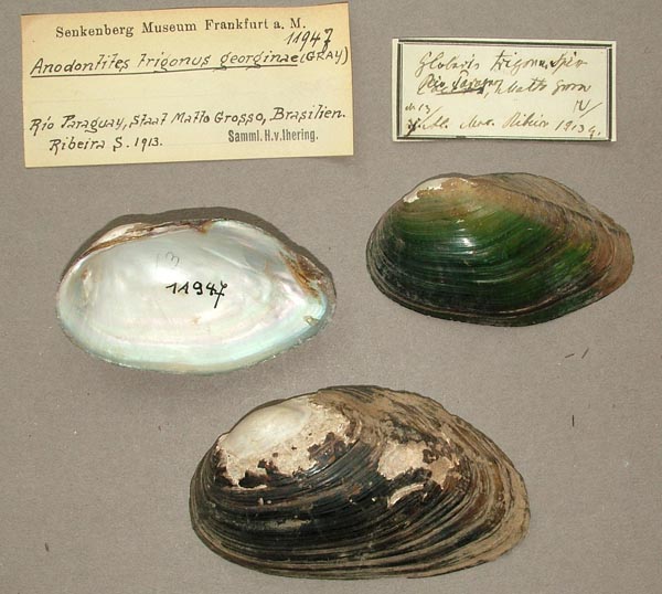 specimen