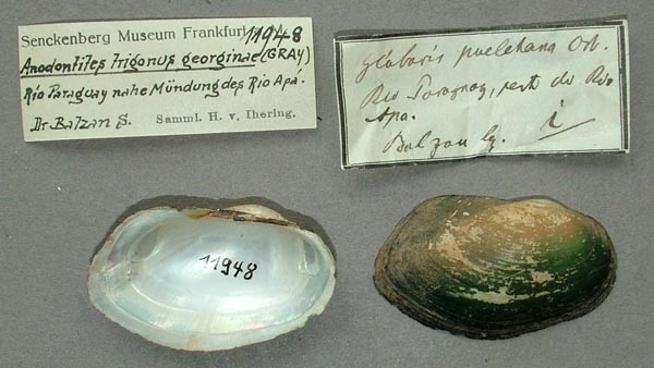 specimen